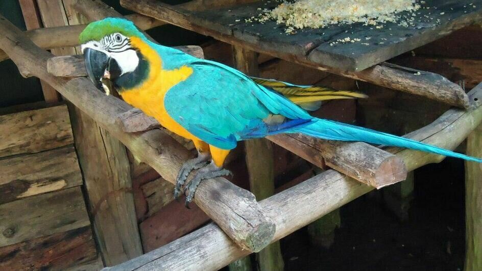 Портреты Боливара, нищие индейцы и пиранья на удочку: калининградка рассказала о путешествии в Венесуэлу (фото)   - Новости Калининграда | Фото: Елена Прищеп