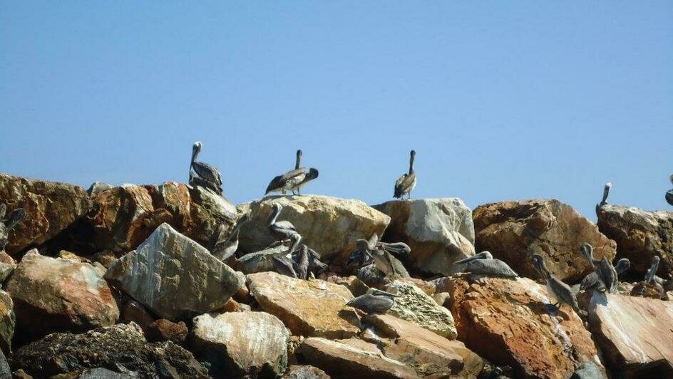 Пеликаны | Фото: Елена Прищеп