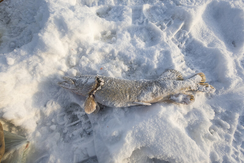 Безопасные 15 сантиметров: как в Калининграде следят за толщиной льда (фоторепортаж)  - Новости Калининграда | Фото: Александр Подгорчук / «Клопс»