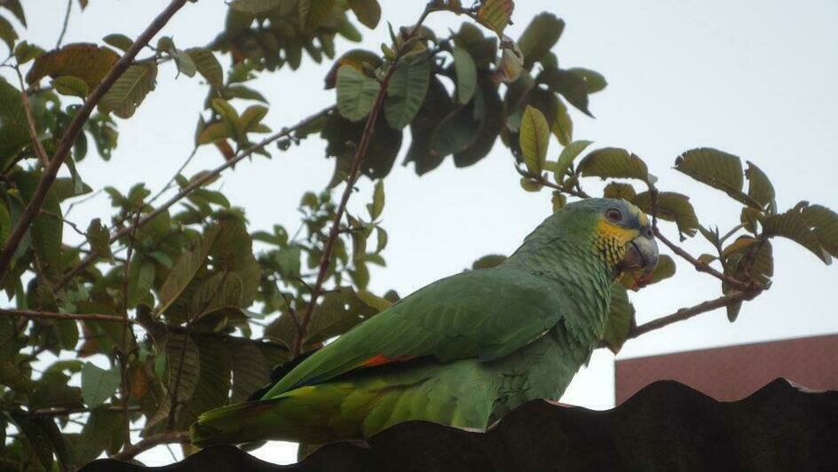 Портреты Боливара, нищие индейцы и пиранья на удочку: калининградка рассказала о путешествии в Венесуэлу (фото)   - Новости Калининграда | Фото: Елена Прищеп