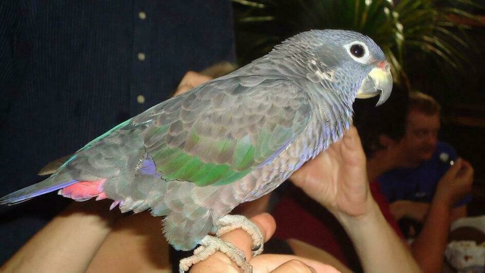 Портреты Боливара, нищие индейцы и пиранья на удочку: калининградка рассказала о путешествии в Венесуэлу (фото)   - Новости Калининграда | Фото: Елена Прищеп