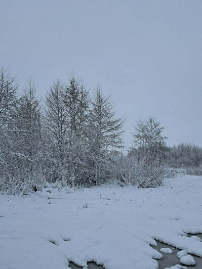 В Калининградской области сугробы вырастут до 40 сантиметров | Фото: Ксения Андреева