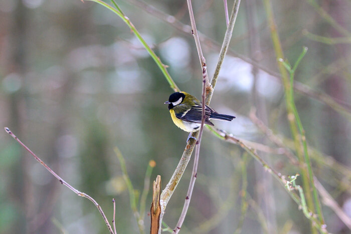 Там, где природа главная: заповедники Калининградской области (фото)