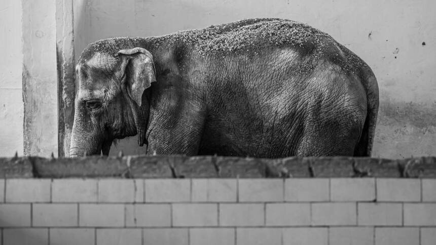 Светлана Соколова: «Надеюсь, что в нынешние условия никогда не завезут очередного слона» | Фото: Александр Мелехов