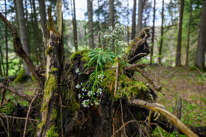 Там, где природа главная: заповедники Калининградской области (фото) | Фото: Александр Мелехов