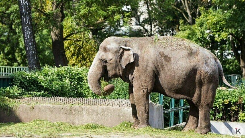 Директор зоопарка Калининграда заявила, что в нём нет условий для содержания слонов   - Новости Калининграда | Фото: Александр Подгорчук / Архив «Клопс»