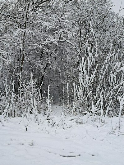 В Калининградской области сугробы вырастут до 40 сантиметров | Фото: Ксения Андреева
