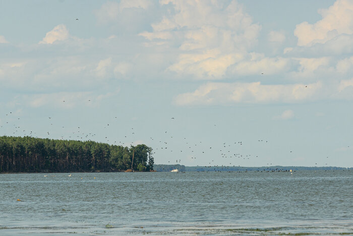 Там, где природа главная: заповедники Калининградской области (фото)