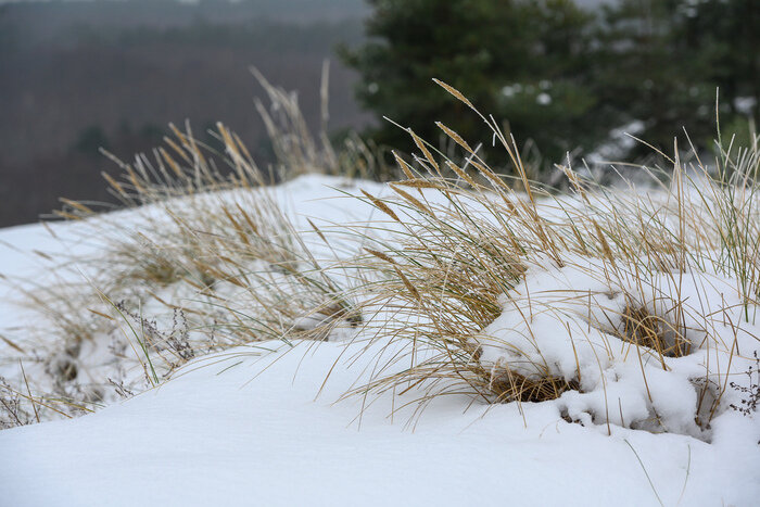 Там, где природа главная: заповедники Калининградской области (фото)