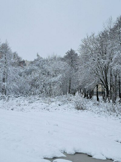 В Калининградской области сугробы вырастут до 40 сантиметров | Фото: Ксения Андреева