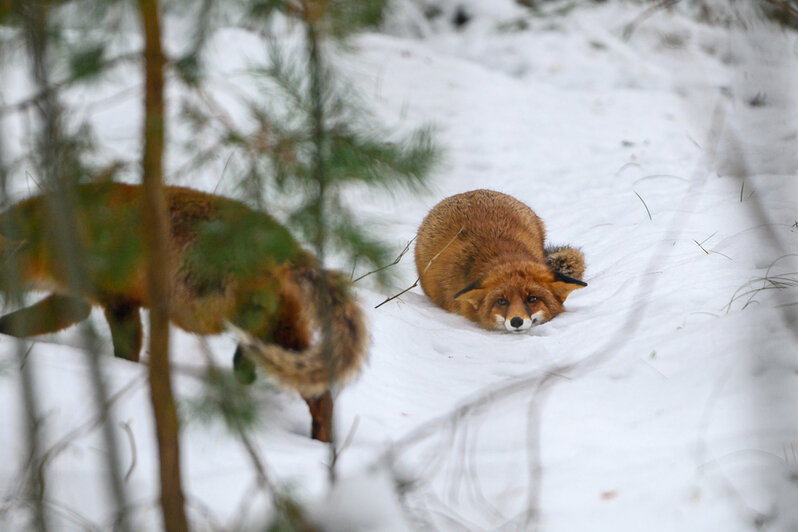 Там, где природа главная: заповедники Калининградской области (фото)