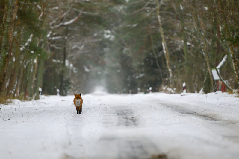 Там, где природа главная: заповедники Калининградской области (фото)