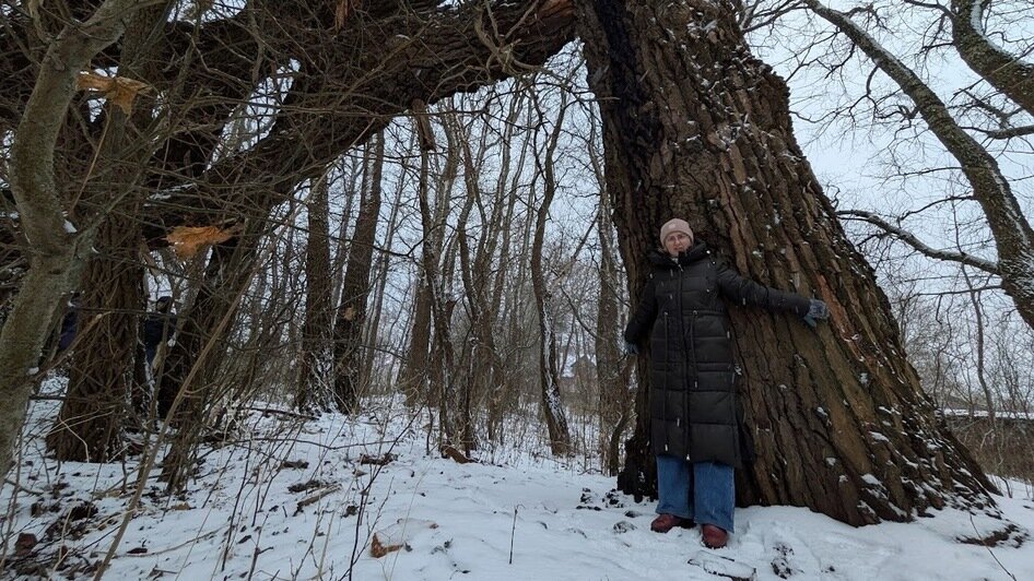 На Балтийской косе под Новый год рухнуло вековое «дерево желаний» — местная достопримечательность (фото)   - Новости Калининграда | Фото: «Клопс»