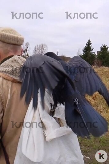 Фидель — большая и доверчивая птица  | Фото: предоставила Маргарита 