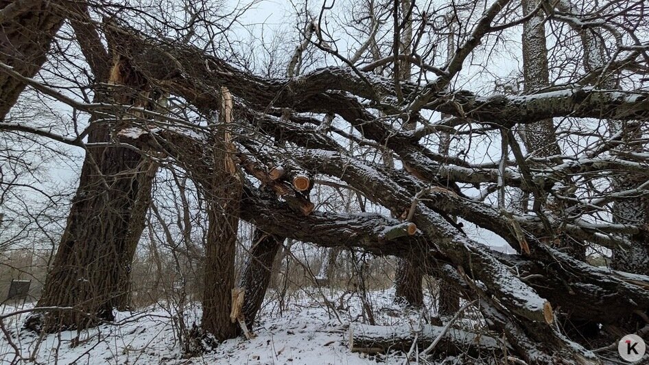 На Балтийской косе под Новый год рухнуло вековое «дерево желаний» — местная достопримечательность (фото)   - Новости Калининграда | Фото: «Клопс»