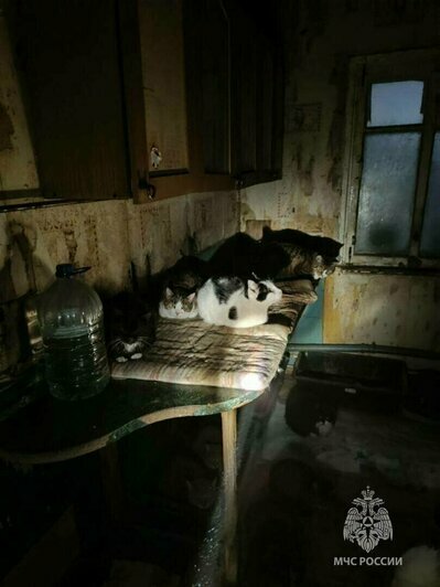 Снежный коллапс и гибель калининградской слонихи Преголи: 16 событий, которые обсуждали в длинные выходные   - Новости Калининграда | Фото: МЧС