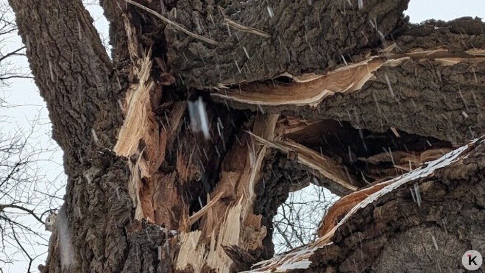 На Балтийской косе под Новый год рухнуло вековое «дерево желаний» — местная достопримечательность (фото)   - Новости Калининграда | Фото: «Клопс»