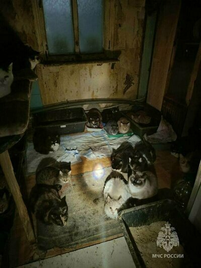 Снежный коллапс и гибель калининградской слонихи Преголи: 16 событий, которые обсуждали в длинные выходные   - Новости Калининграда | Фото: МЧС