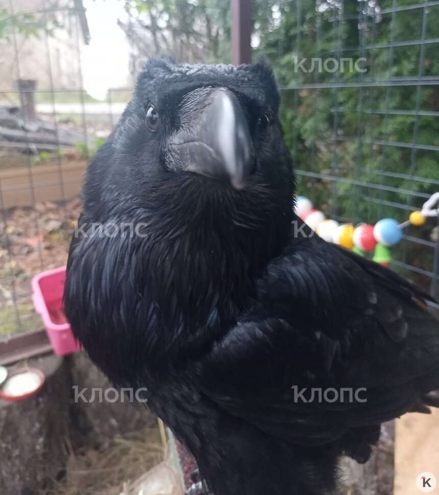 Ворон очень умный и привязан к хозяевам  | Фото: предоставила Маргарита 