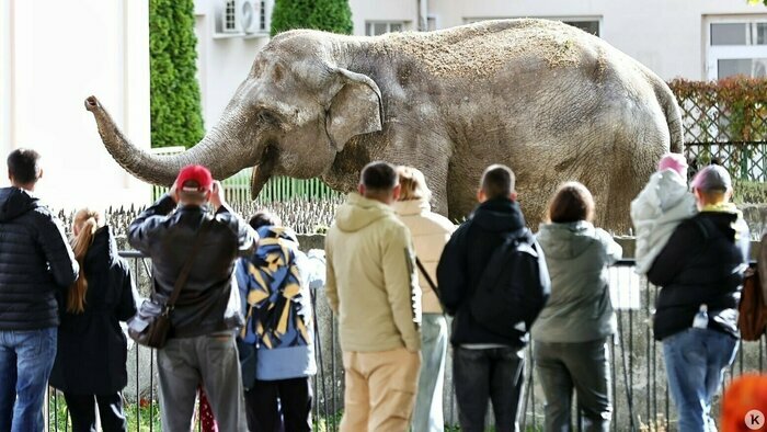 Снежный коллапс и гибель калининградской слонихи Преголи: 16 событий, которые обсуждали в длинные выходные   - Новости Калининграда | Фото: Александр Подгорчук / Архив «Клопс»