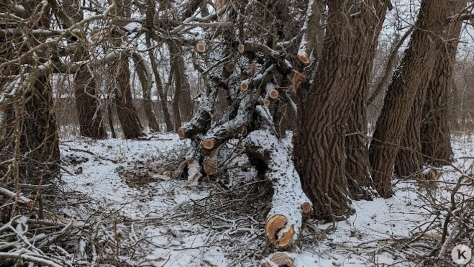 На Балтийской косе под Новый год рухнуло вековое «дерево желаний» — местная достопримечательность (фото)   - Новости Калининграда | Фото: «Клопс»