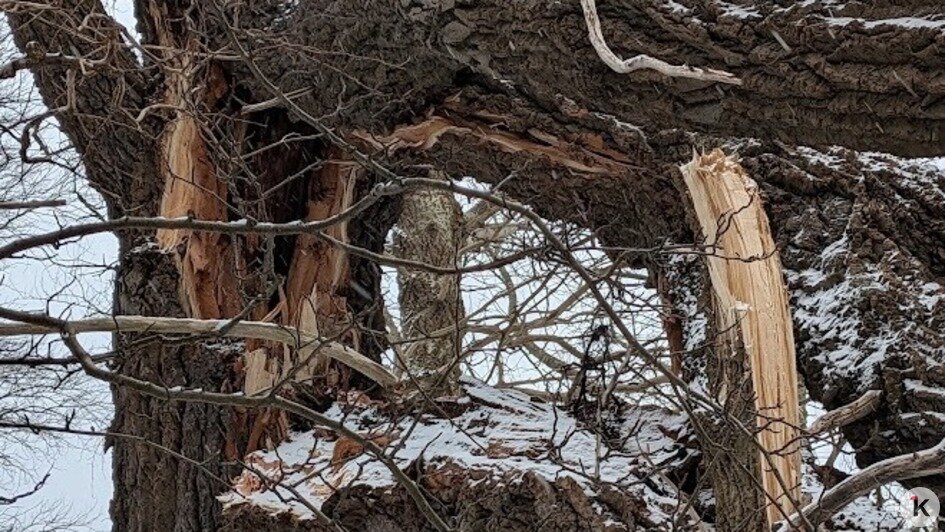 На Балтийской косе под Новый год рухнуло вековое «дерево желаний» — местная достопримечательность (фото)   - Новости Калининграда | Фото: «Клопс»