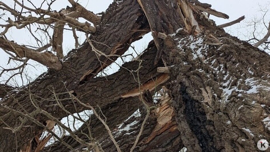 На Балтийской косе под Новый год рухнуло вековое «дерево желаний» — местная достопримечательность (фото)   - Новости Калининграда | Фото: «Клопс»