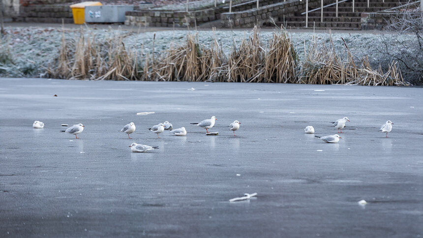 «Птицы, как и коммунальщики, к снегу не готовы»: калининградские пернатые оказались в опасности из-за холодов   - Новости Калининграда | Фото: Александр Подгорчук / «Клопс»