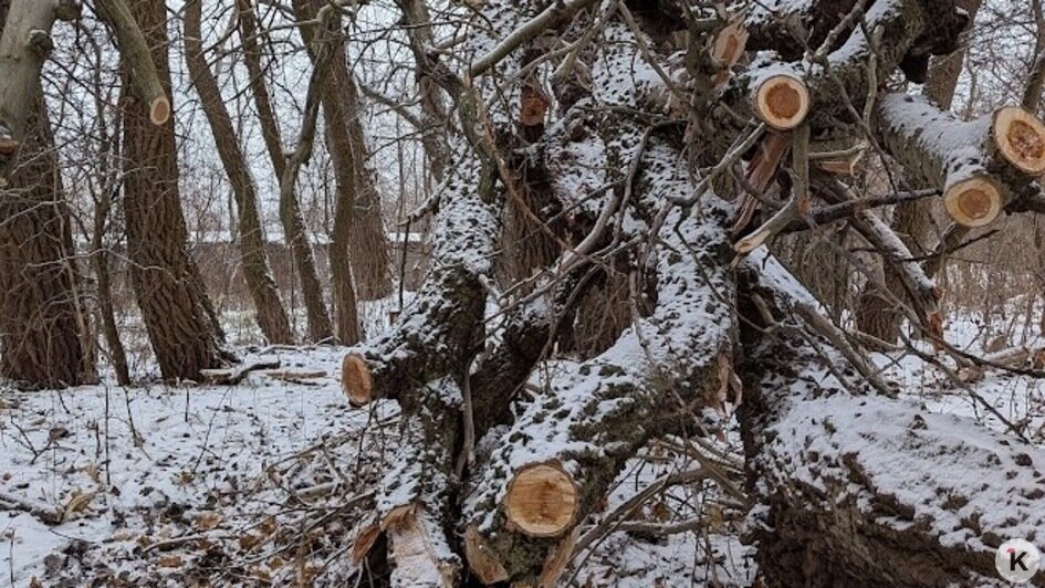 На Балтийской косе под Новый год рухнуло вековое «дерево желаний» — местная достопримечательность (фото)   - Новости Калининграда | Фото: «Клопс»