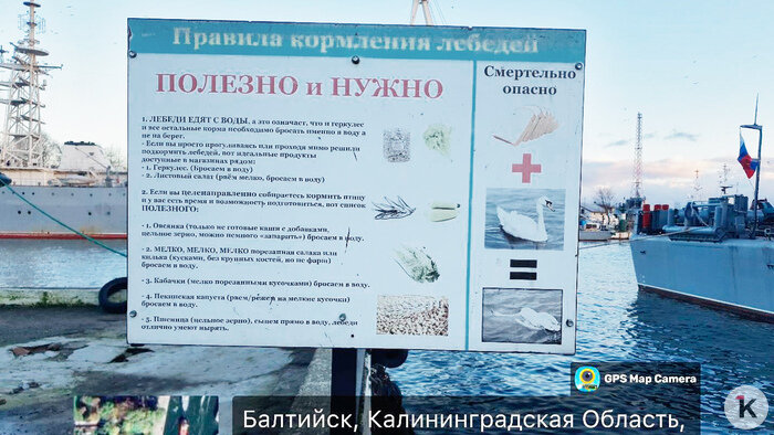 Массовой гибелью лебедей в Балтийске занялась природоохранная прокуратура    - Новости Калининграда | Фото: Владислав Калашников