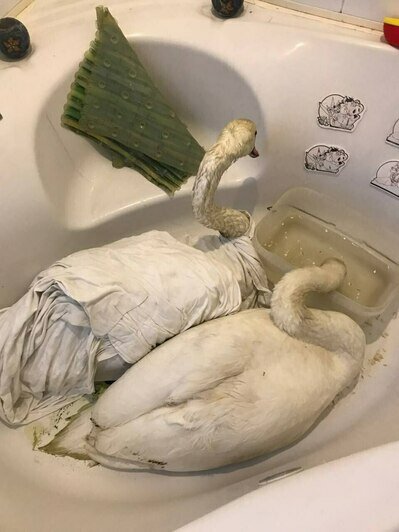 Массовой гибелью лебедей в Балтийске занялась природоохранная прокуратура    - Новости Калининграда | Фото: «Биосфера Балтики»