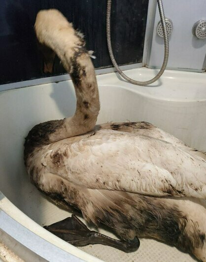 Массовой гибелью лебедей в Балтийске занялась природоохранная прокуратура    - Новости Калининграда | Фото: «Биосфера Балтики»