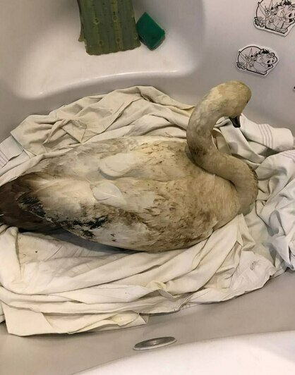 Массовой гибелью лебедей в Балтийске занялась природоохранная прокуратура    - Новости Калининграда | Фото: «Биосфера Балтики»