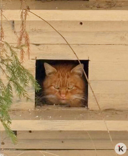 Злюка, Алекс и ещё восемь «хвостиков»: калининградцы построили тёплый домик для дворовых котов (фото)   - Новости Калининграда | Фото: Юлия 