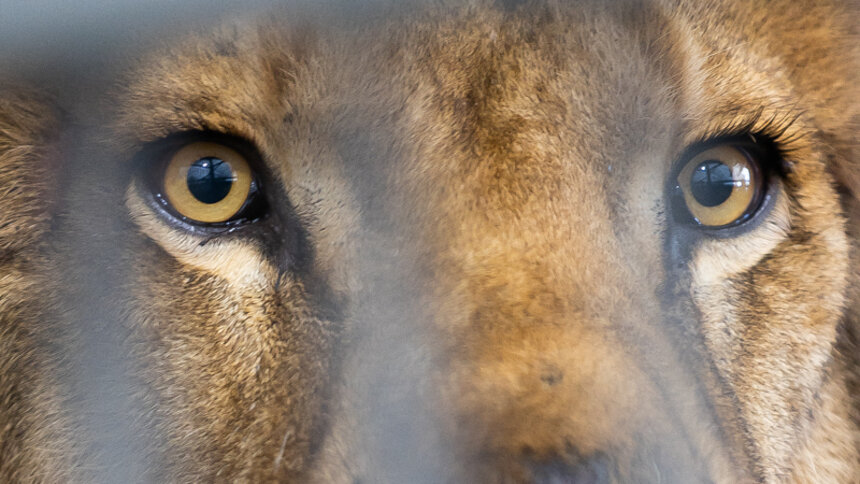 Не научился быть львом: в Калининградском зоопарке объяснили, почему Тигран и Лея никак не могут поладить - Новости Калининграда | Фото: Александр Подгорчук / Архив «Клопс»
