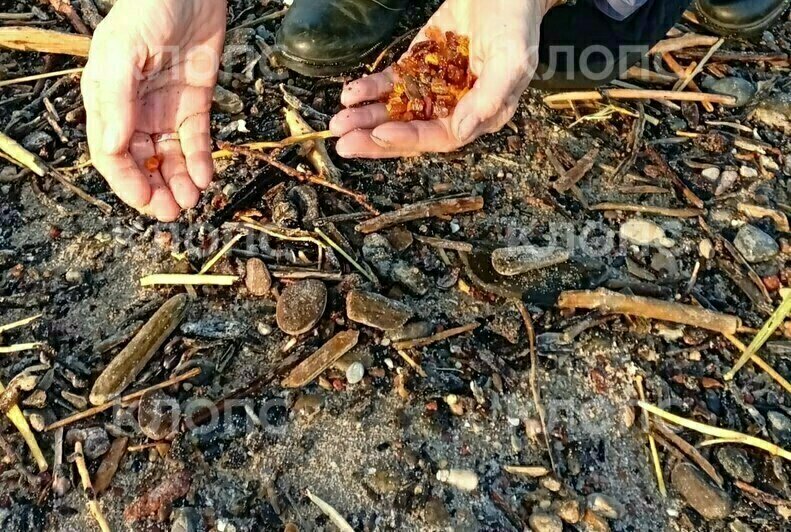 «Русалочка наколдовала»: на побережье Калининградской области нашли ещё один янтарный Клондайк (фото) - Новости Калининграда | Фото: очевидцы