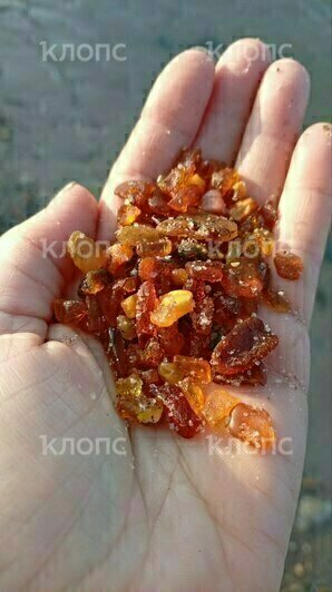 «Русалочка наколдовала»: на побережье Калининградской области нашли ещё один янтарный Клондайк (фото) - Новости Калининграда | Фото: очевидцы