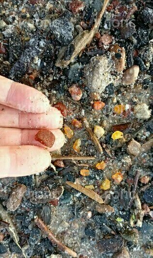 «Русалочка наколдовала»: на побережье Калининградской области нашли ещё один янтарный Клондайк (фото) - Новости Калининграда | Фото: очевидцы