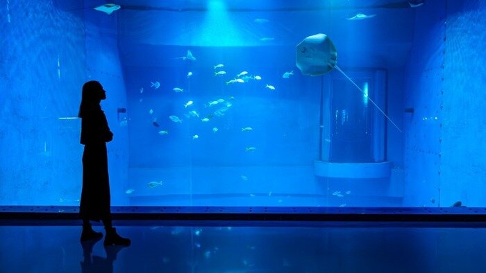 Аквариум «Большой океан»