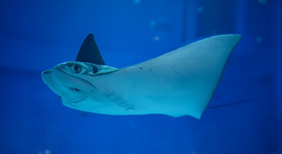 Скат-бычерыл