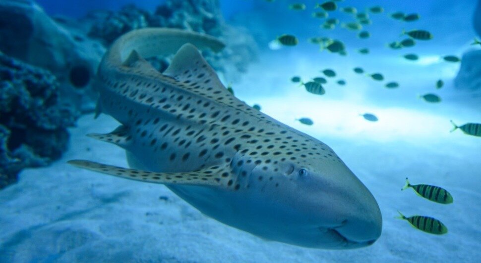 Зебровая акула