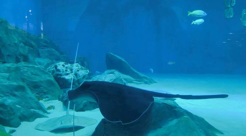 Для каждого вида скатов составляют отдельный рацион питания | Фото: Музей Мирового океана