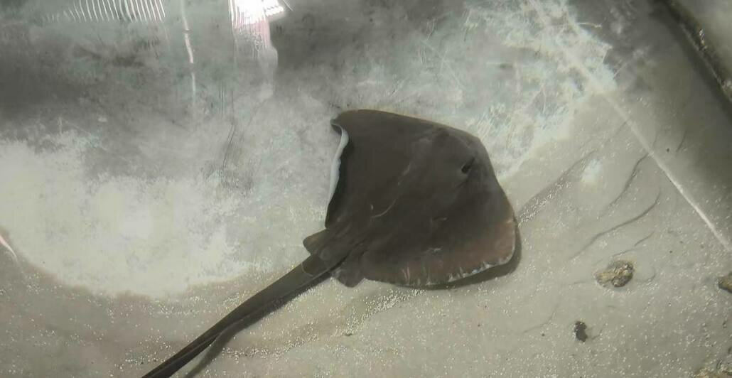 Для каждого вида скатов составляют отдельный рацион питания | Фото: Музей Мирового океана