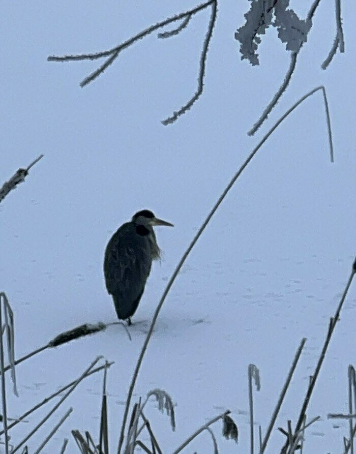 Январская серая цапля на Верхнем озере в Калининграде | Фото очевидца