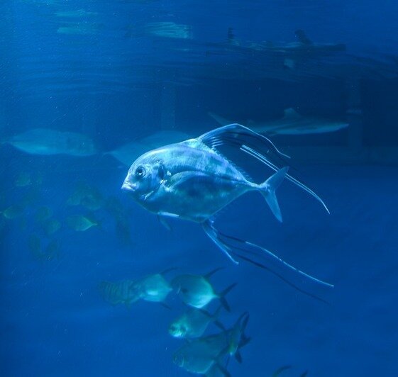 Рыба-философ