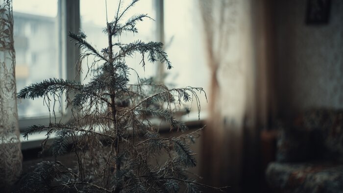 Пора выносить ёлку: куда сдать живые и искусственные деревья, если они уже отслужили своё - Новости Калининграда | Иллюстрация: Midjourney