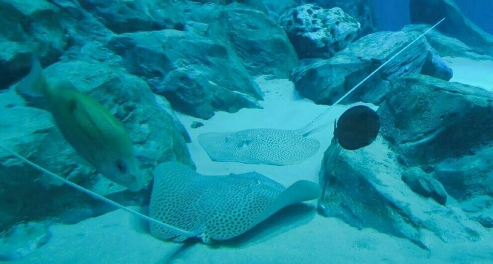 Для каждого вида скатов составляют отдельный рацион питания | Фото: Музей Мирового океана