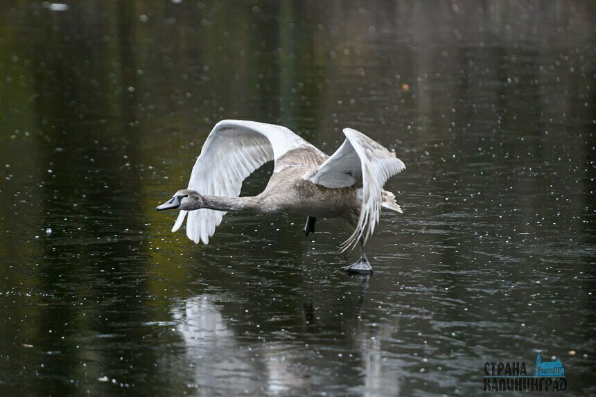 Лебедь в парке Южный, ноябрь, Калининград.  | Фото: Александр Мелехов