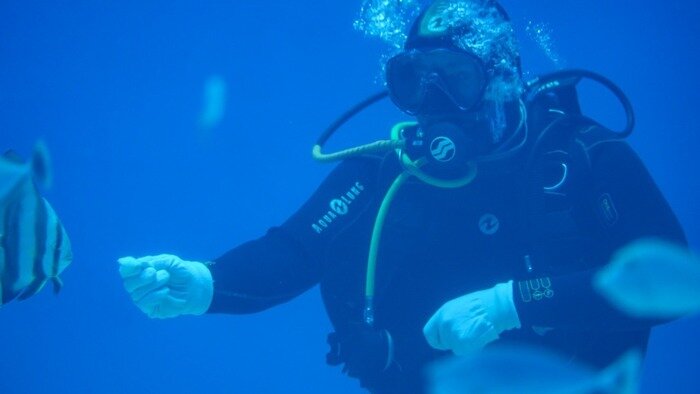 Кормления в большом аквариуме