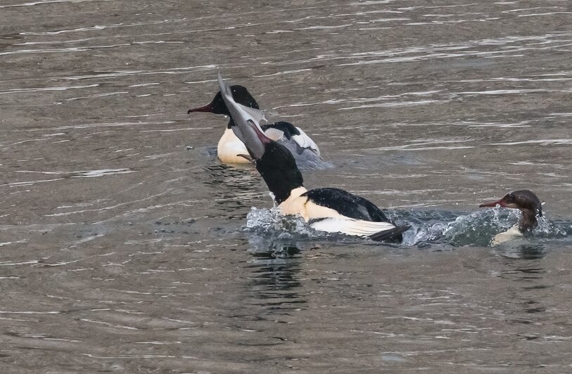 Рыбный день на Анграпе: в Черняховске застали на реке пиршество крохалей (фото) - Новости Калининграда | Фото: Юрий Таркин